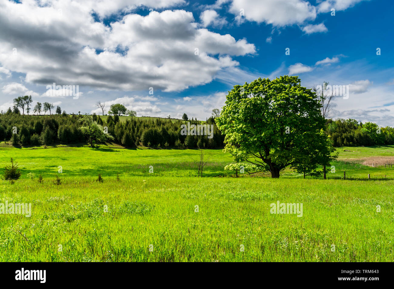 Countryside landscape view of green field and trees with beautiful ...