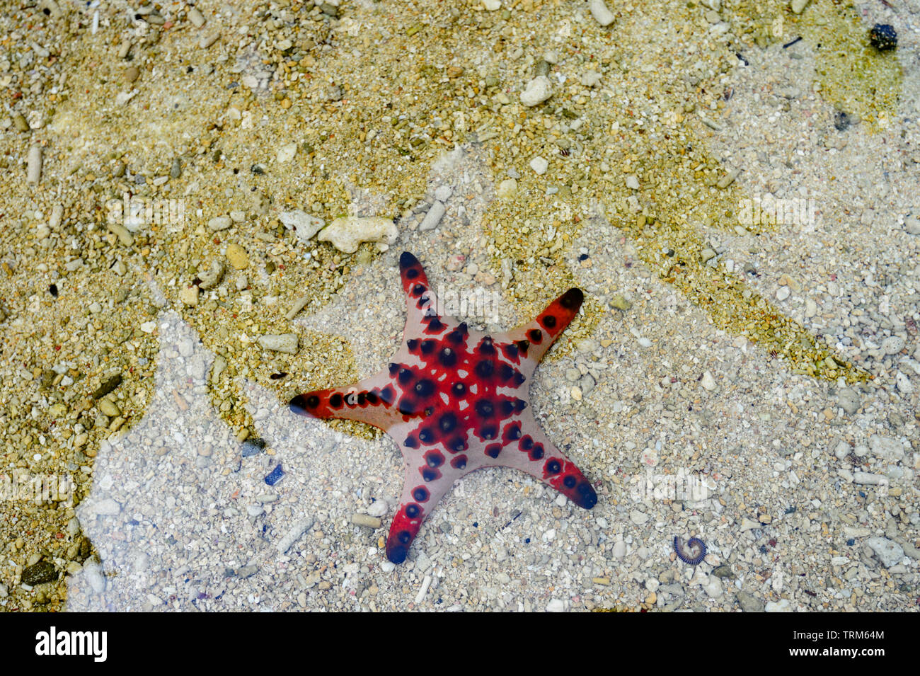 Horned Sea Star or Chocolate Chip Sea Star (Protoreaster nodosus), Port Vila, Vanuatu, Melanesia Stock Photo