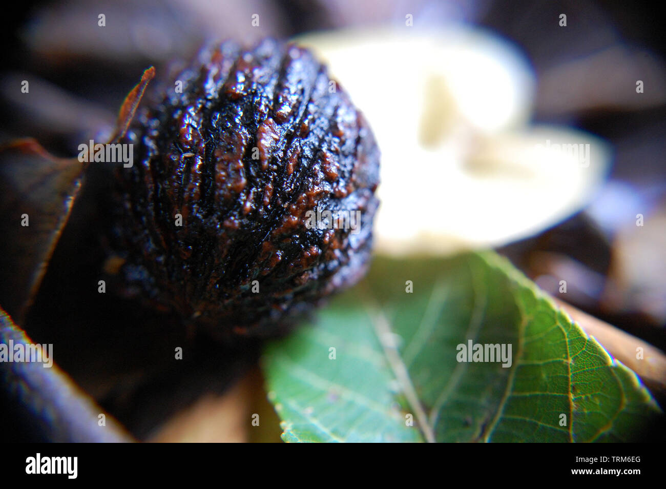 Black walnut tree isolated hi-res stock photography and images - Alamy