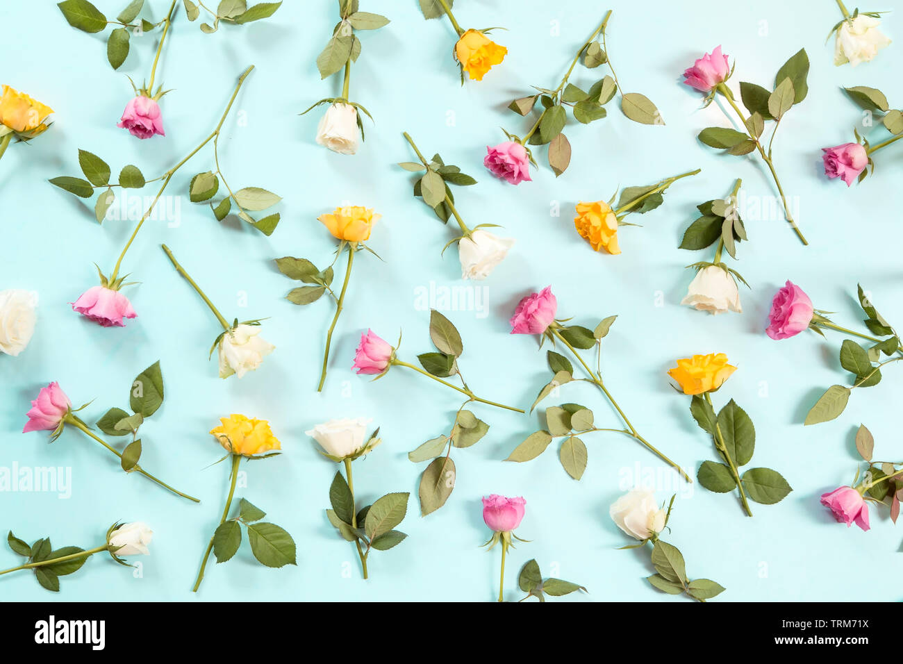 Colorful roses on blue background Stock Photo