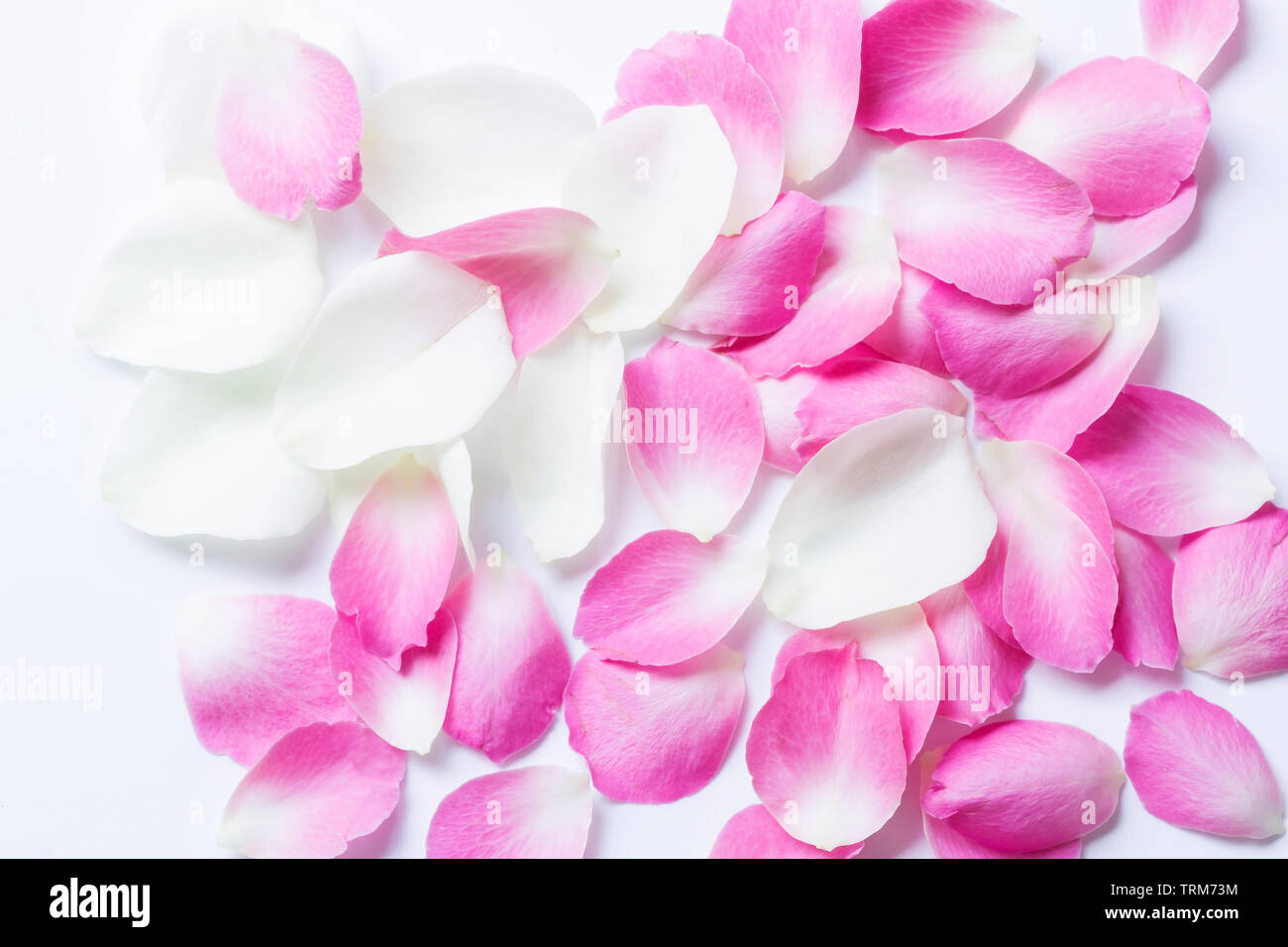 Pink rose petals on white background Stock Photo - Alamy