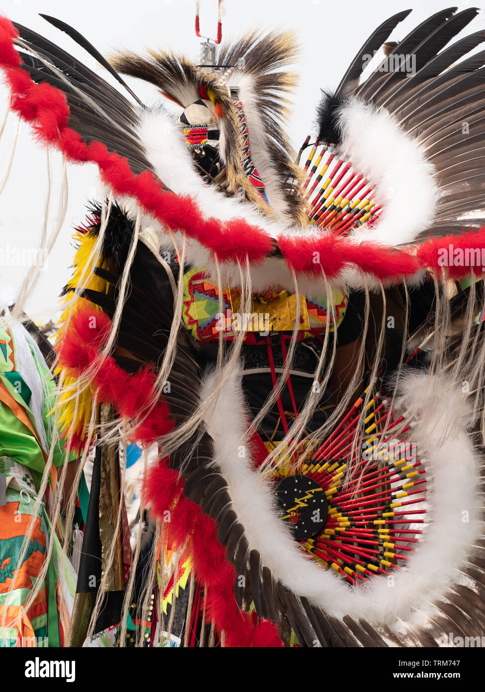 Close up of a red, white and brown feather and red, yellow and black