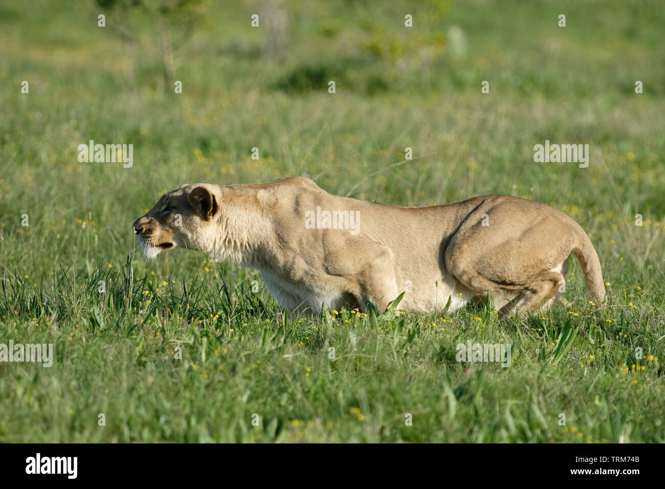 Lioness hunting on the plains, South Africa Stock Photo