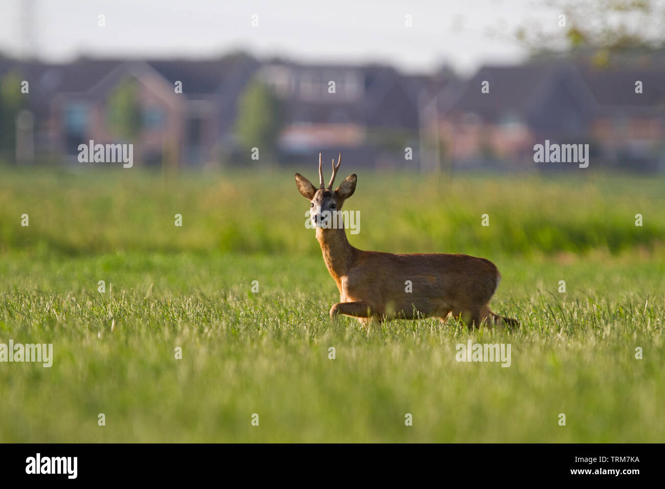 Suburban wildlife hi-res stock photography and images - Alamy