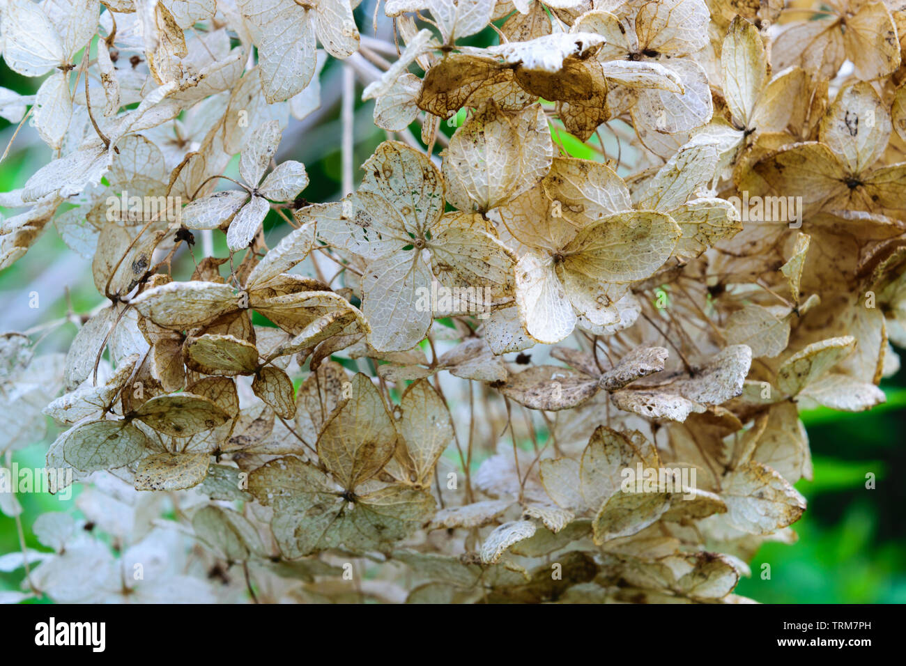 Dry and beige Hydrangea flower blossom with green foliage background ...