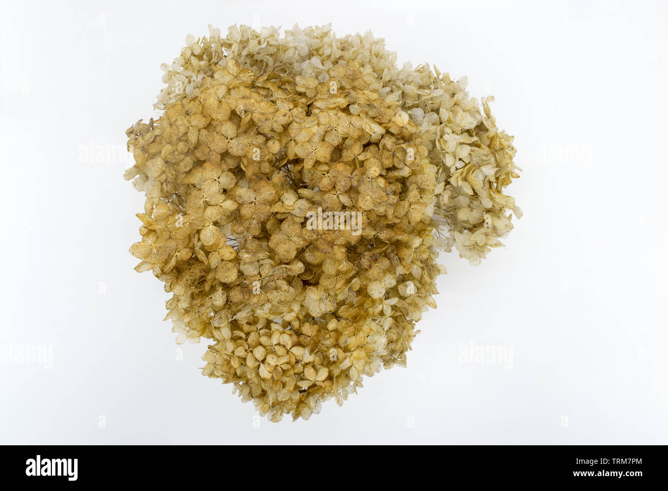 Top view of dry and beige Hydrangea flower blossom on white background ...