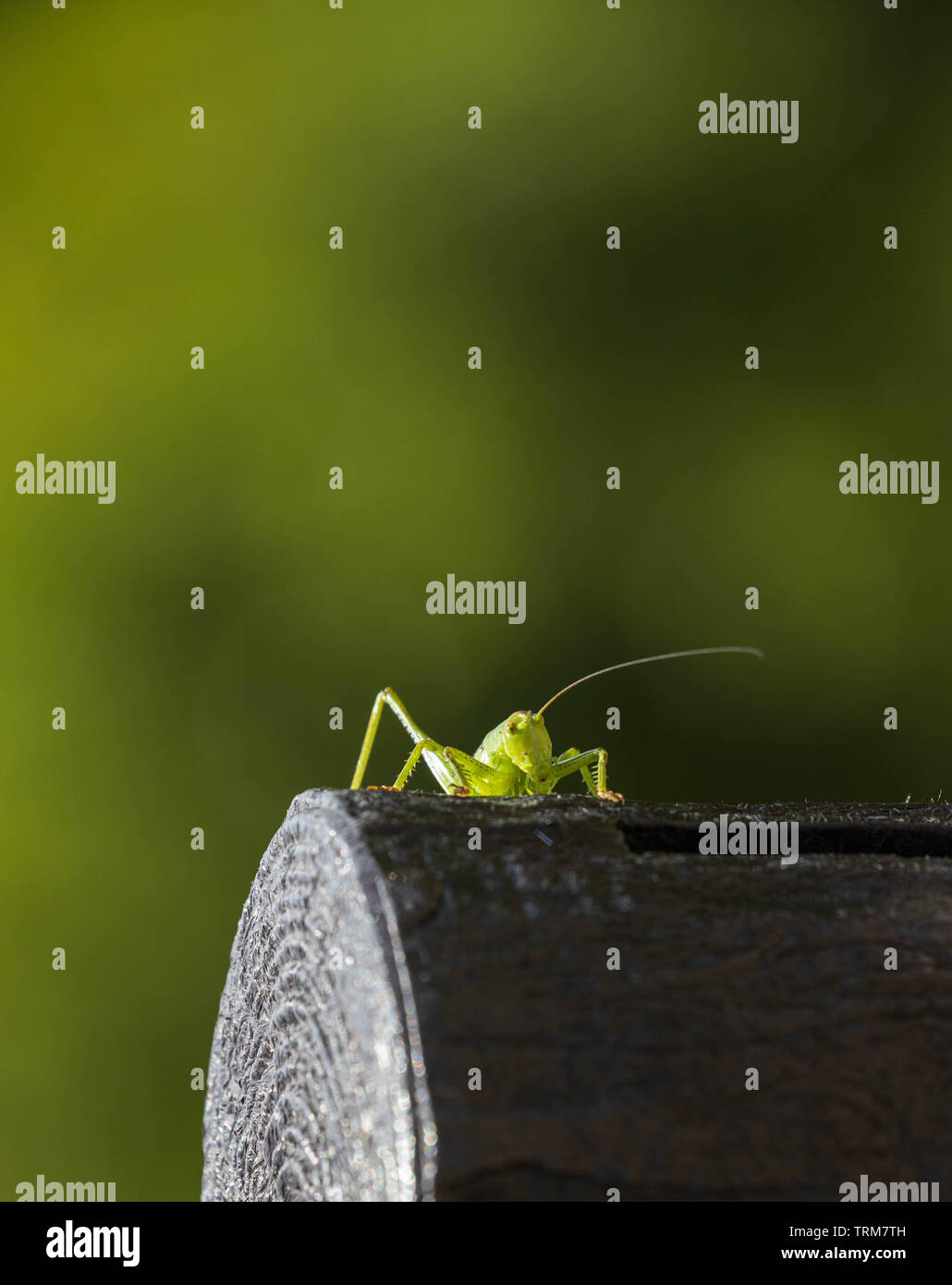 Green grasshopper climbs over rounded post against blurred green background Stock Photo