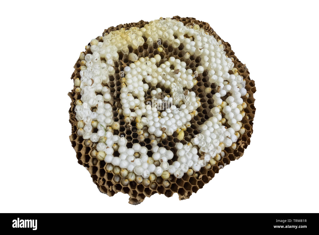 Brown wasps nest with larvae and eggs, isolated on white background Stock Photo