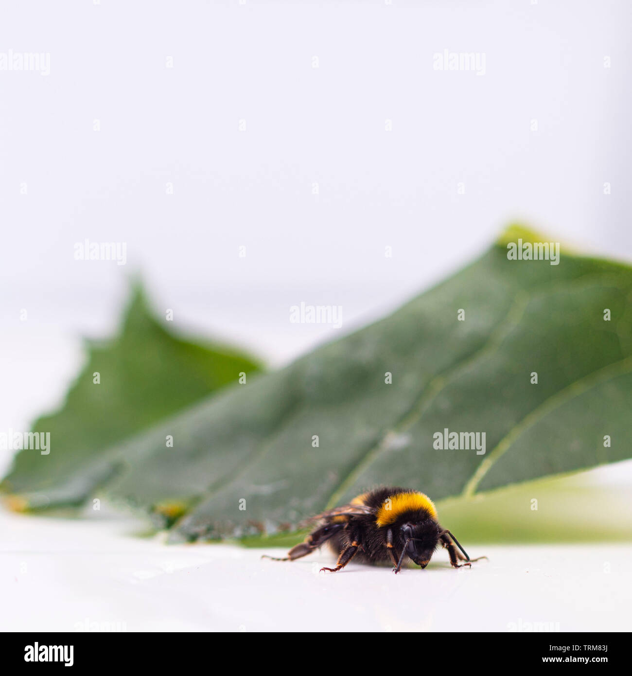 Bumble Bee and Leaf Stock Photo