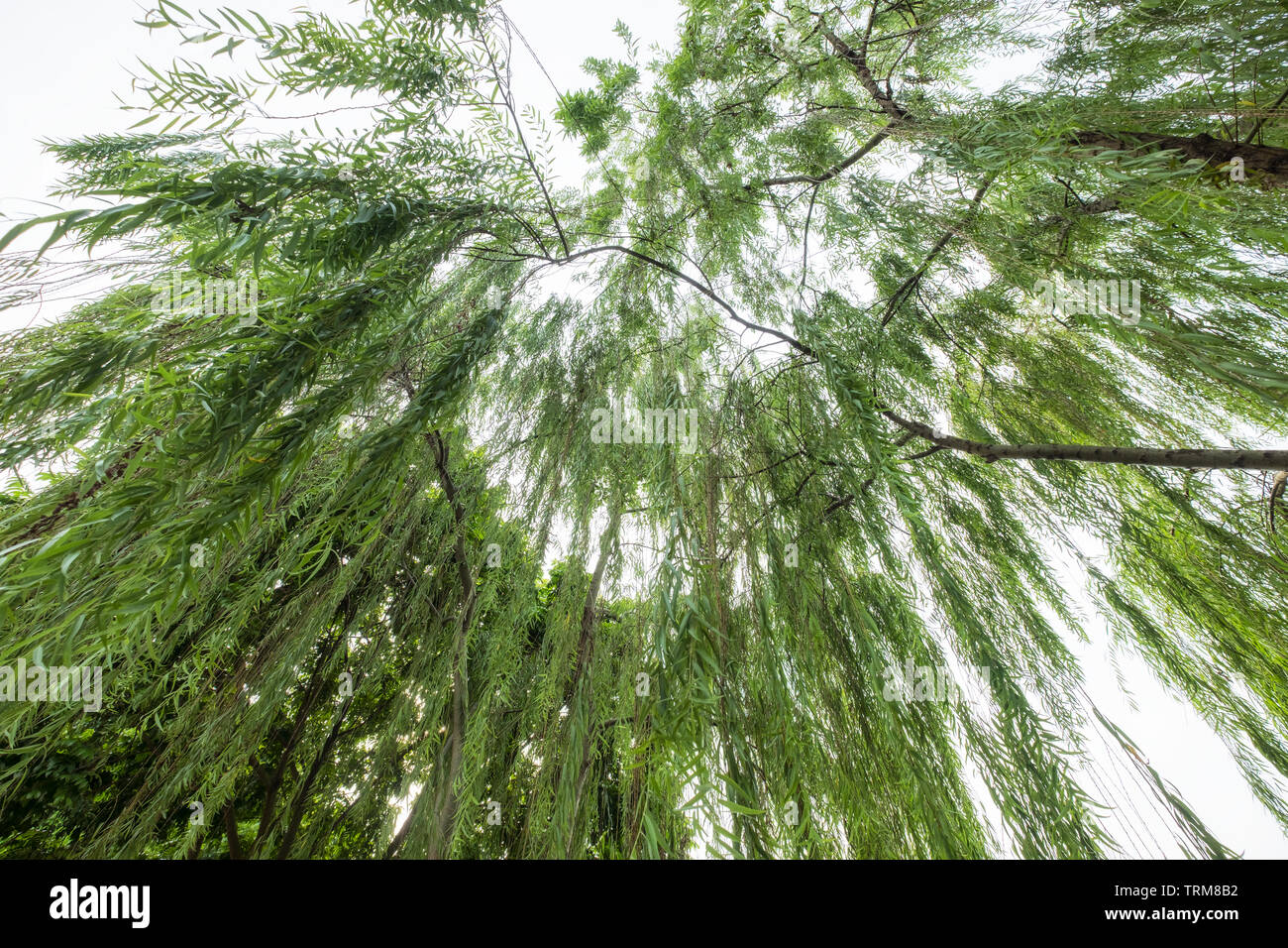 Willows green leaves swag fall on tree Stock Photo