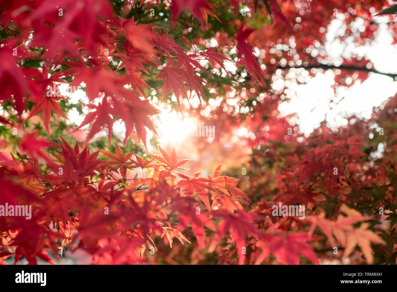 Red Maple leaves in garden with blurred sunlight background Stock Photo ...