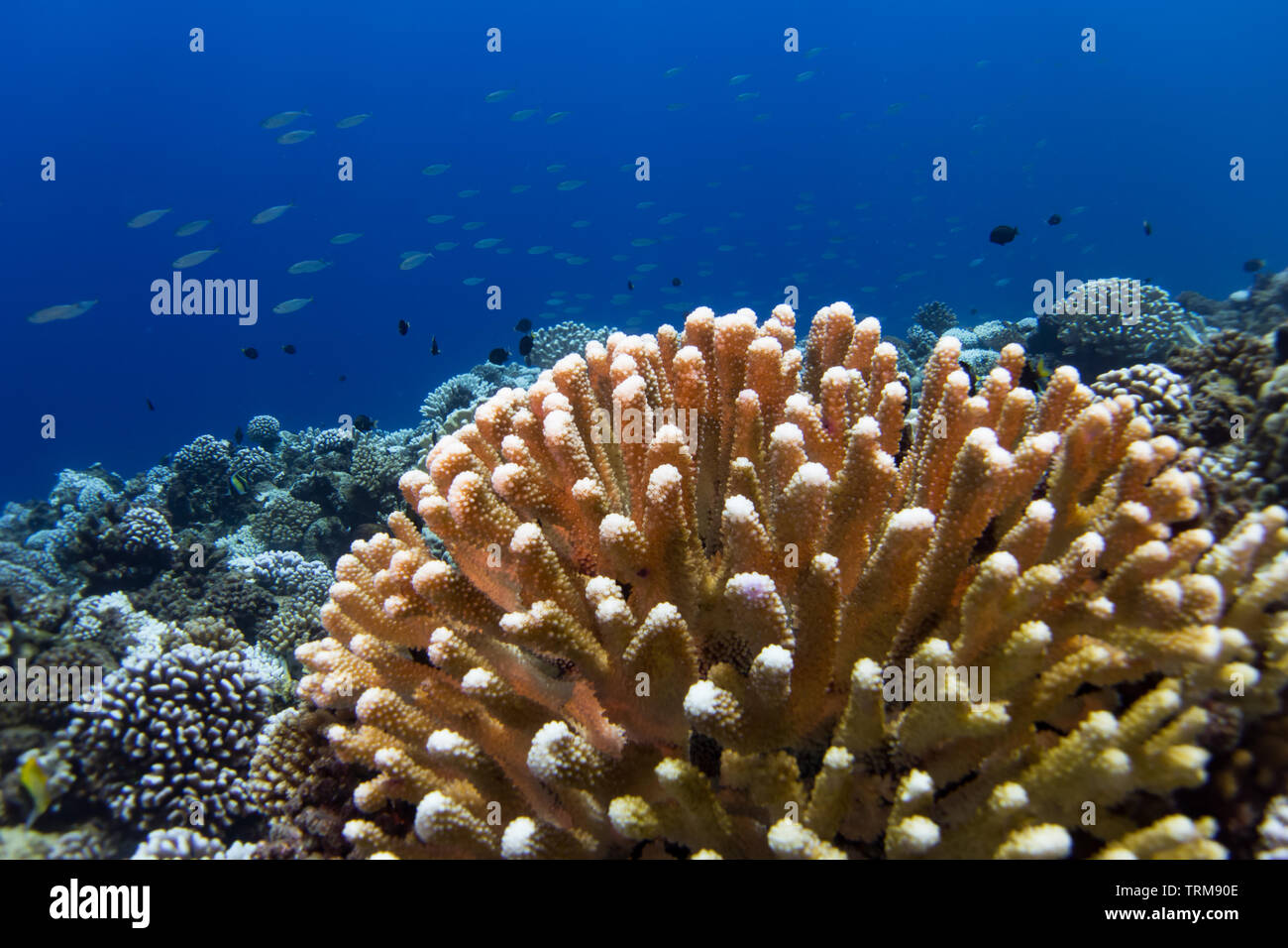 Bleached coral of the Genus Pocillopora on the reef at Makatea isalnd, French Polynesia Stock Photo