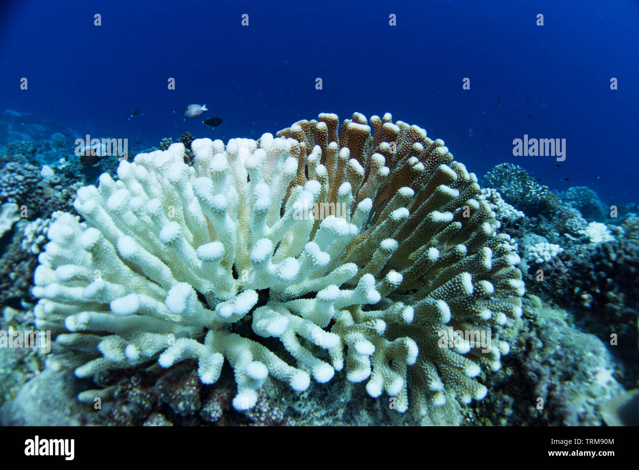 Bleached coral of the Genus Pocillopora on the reef at Makatea isalnd, French Polynesia Stock Photo