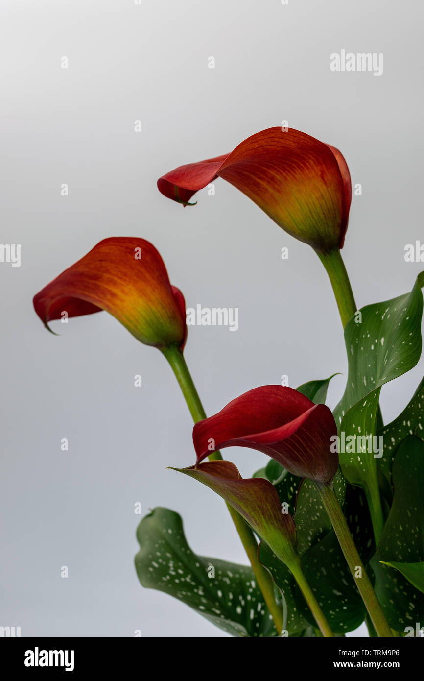 Calla lily blooms in full flower showing there beautiful shapes Stock Photo