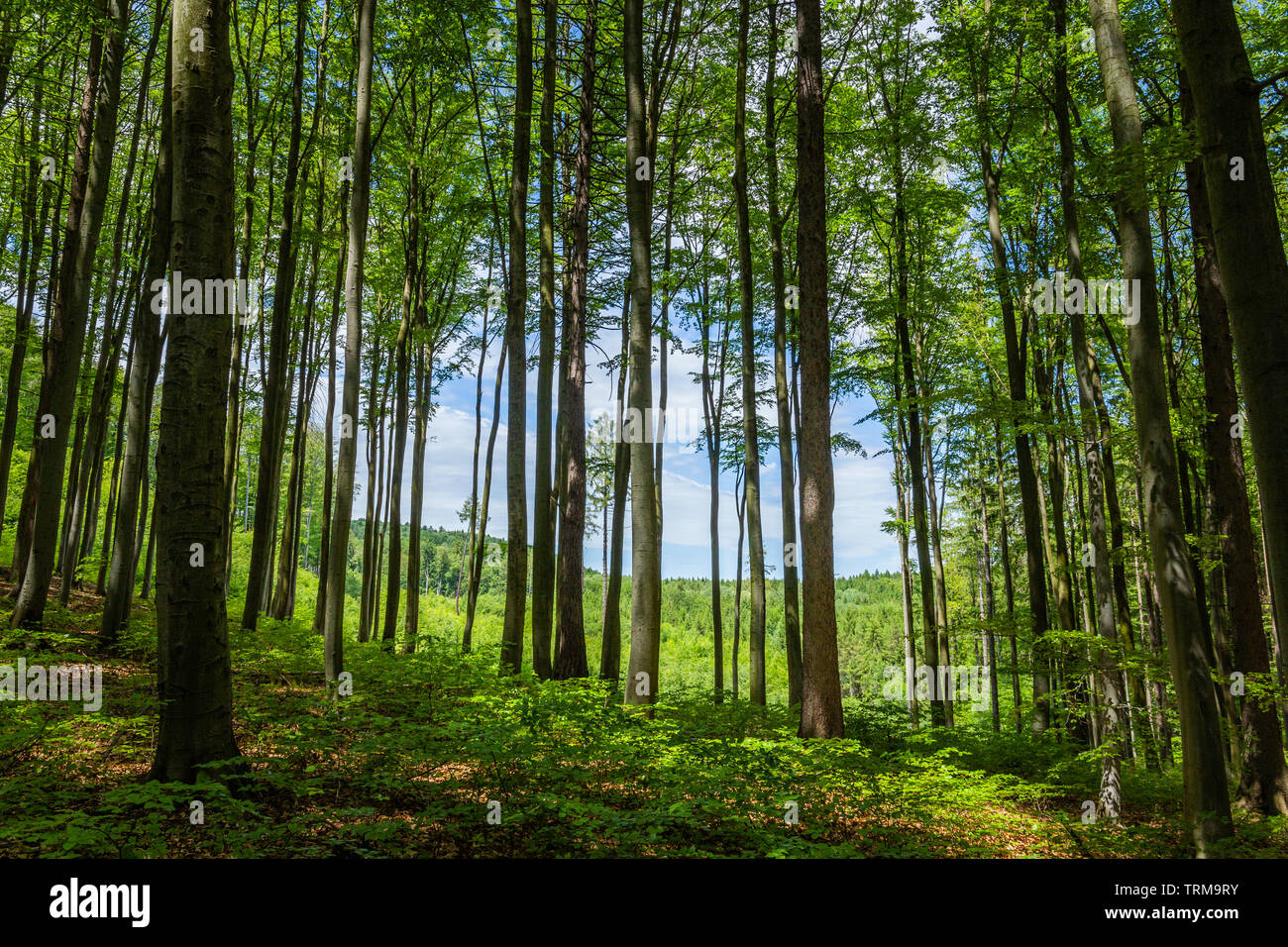 Low angle view magical forest hi-res stock photography and images - Alamy