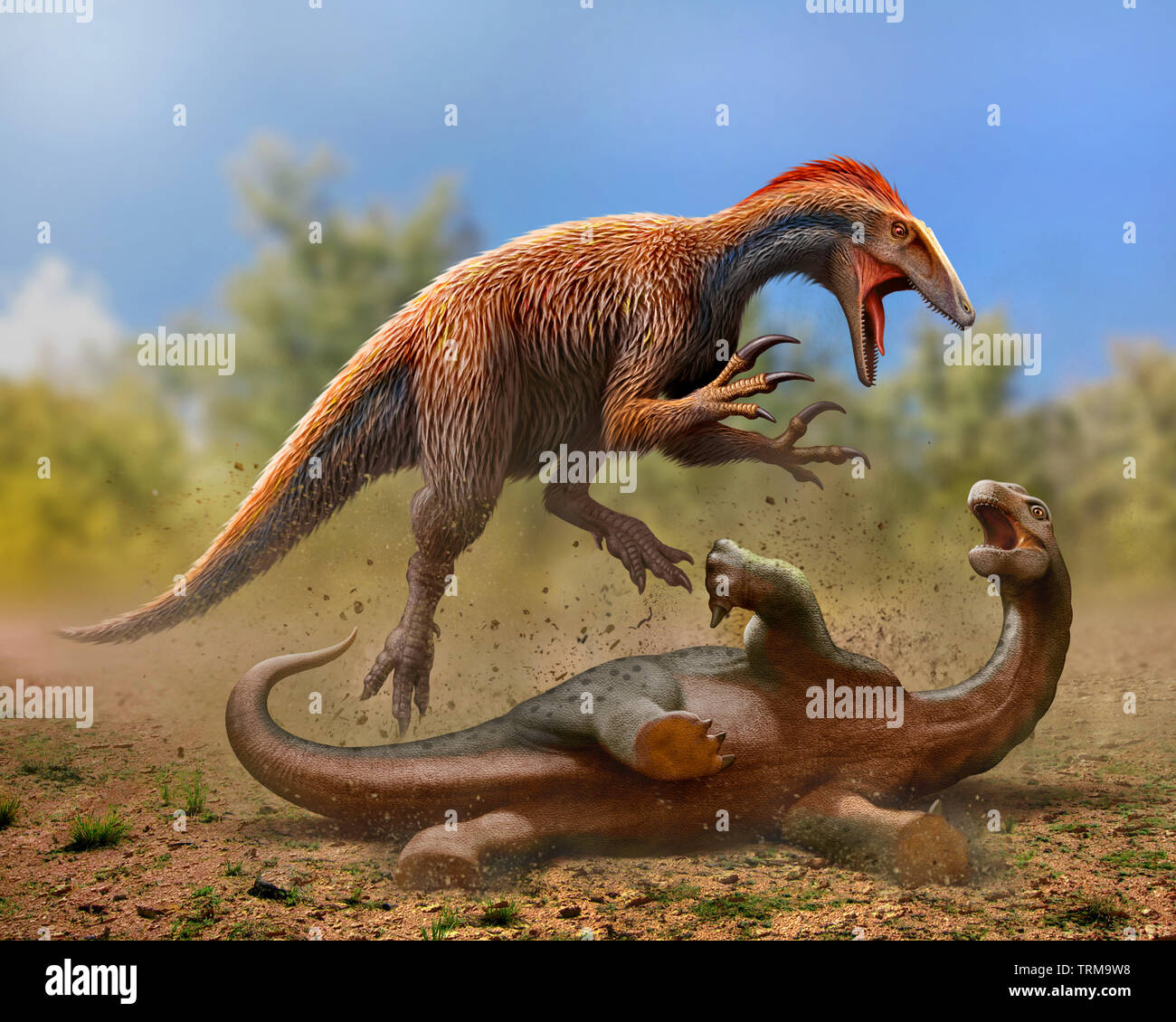Australovenator hunting a baby Diamantinasaurus Stock Photo