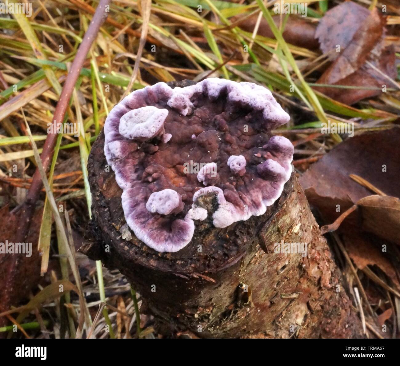 Silver Leaf Is A Fungal Disease Of Trees Caused By The Fungus Plant Pathogen Chondrostereum Purpureum Stock Photo Alamy Silver Leaf Is A Fungal Disease Of Trees Caused By The Fungus Plant Pathogen Chondrostereum Purpureum Stock Photo Alamy