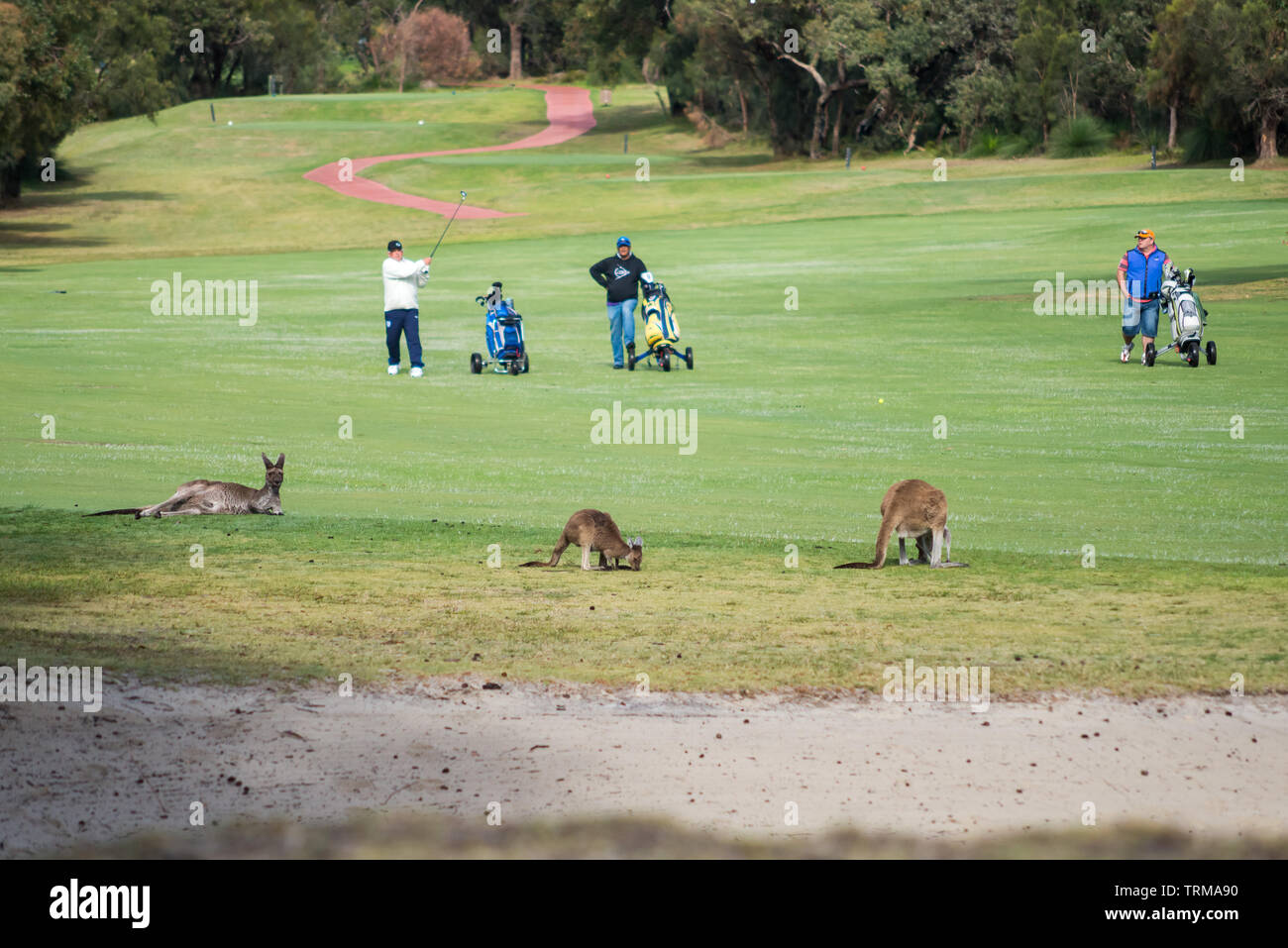 Kangaroos rest in the foreground while golfers enjoy a round at Carramar golf course in the northern suburbs of Perth, Western Australia. Stock Photo