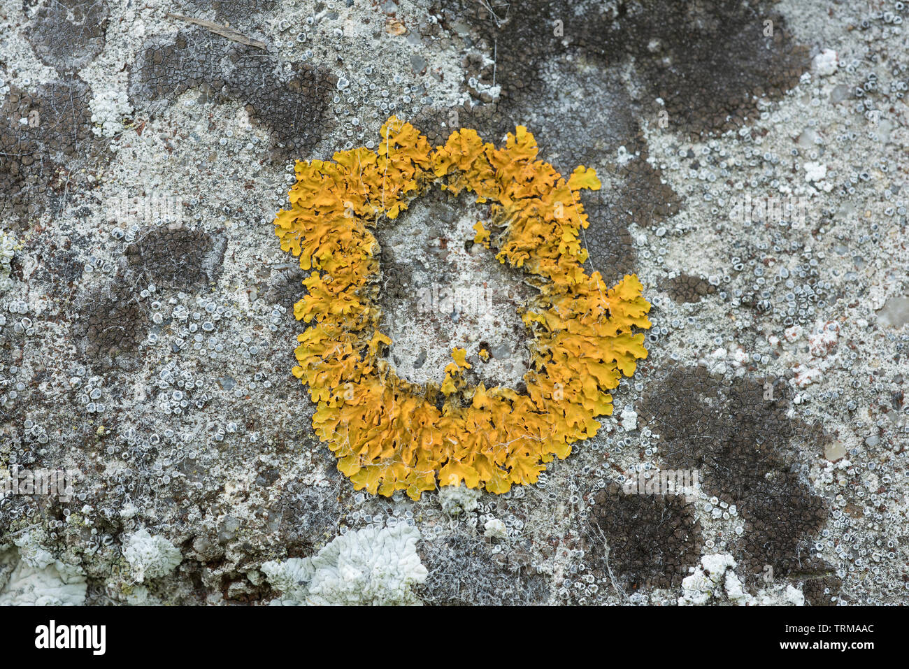 Lichen of the genus caloplaca Stock Photo