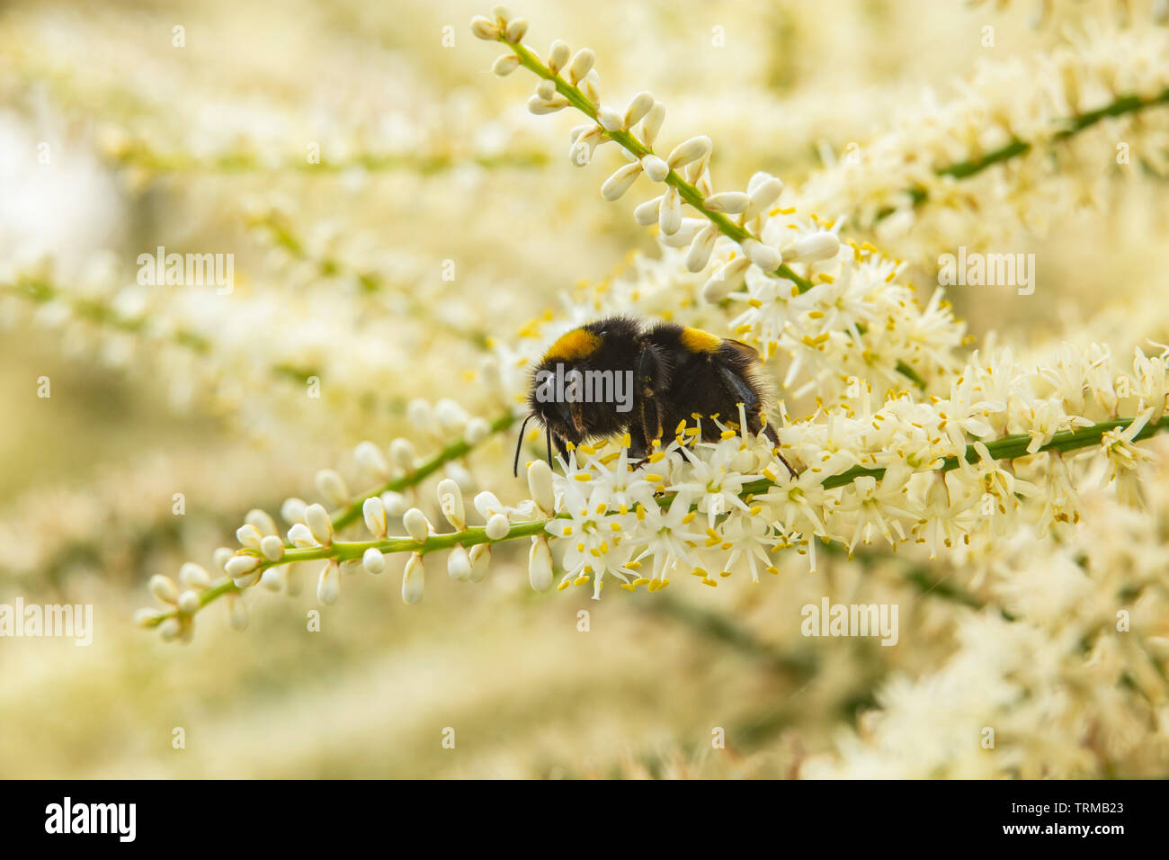 A bee feasts on the pollen and nectar from the panicle flowers of cordyline australis, in a Devon garden. Stock Photo