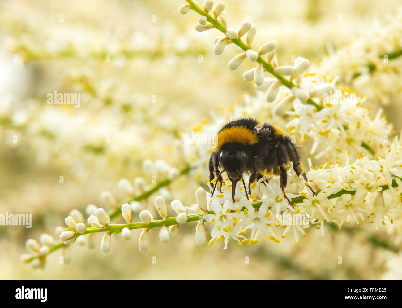 A bee uses it's proboscis to feast on the pollen and nectar from the panicle flowers of cordyline australis, in a Devon garden. Stock Photo