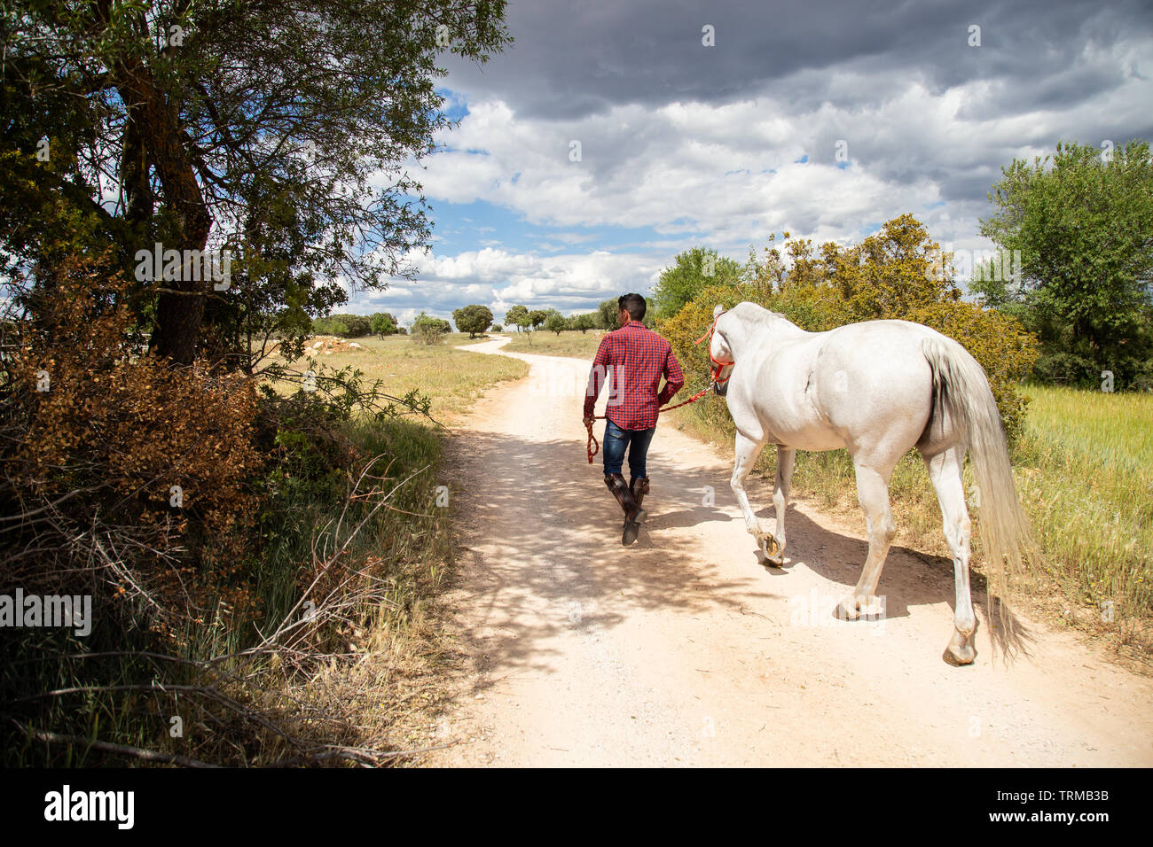 Unrecognizable guy in casual outfit holding leash and walking with white horse in paddock on cloudy day in countryside Stock Photo