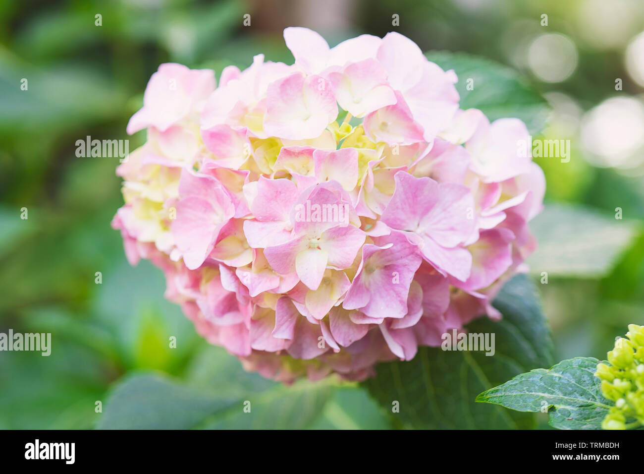 Beautiful white hydrangea flowers hi-res stock photography and images ...