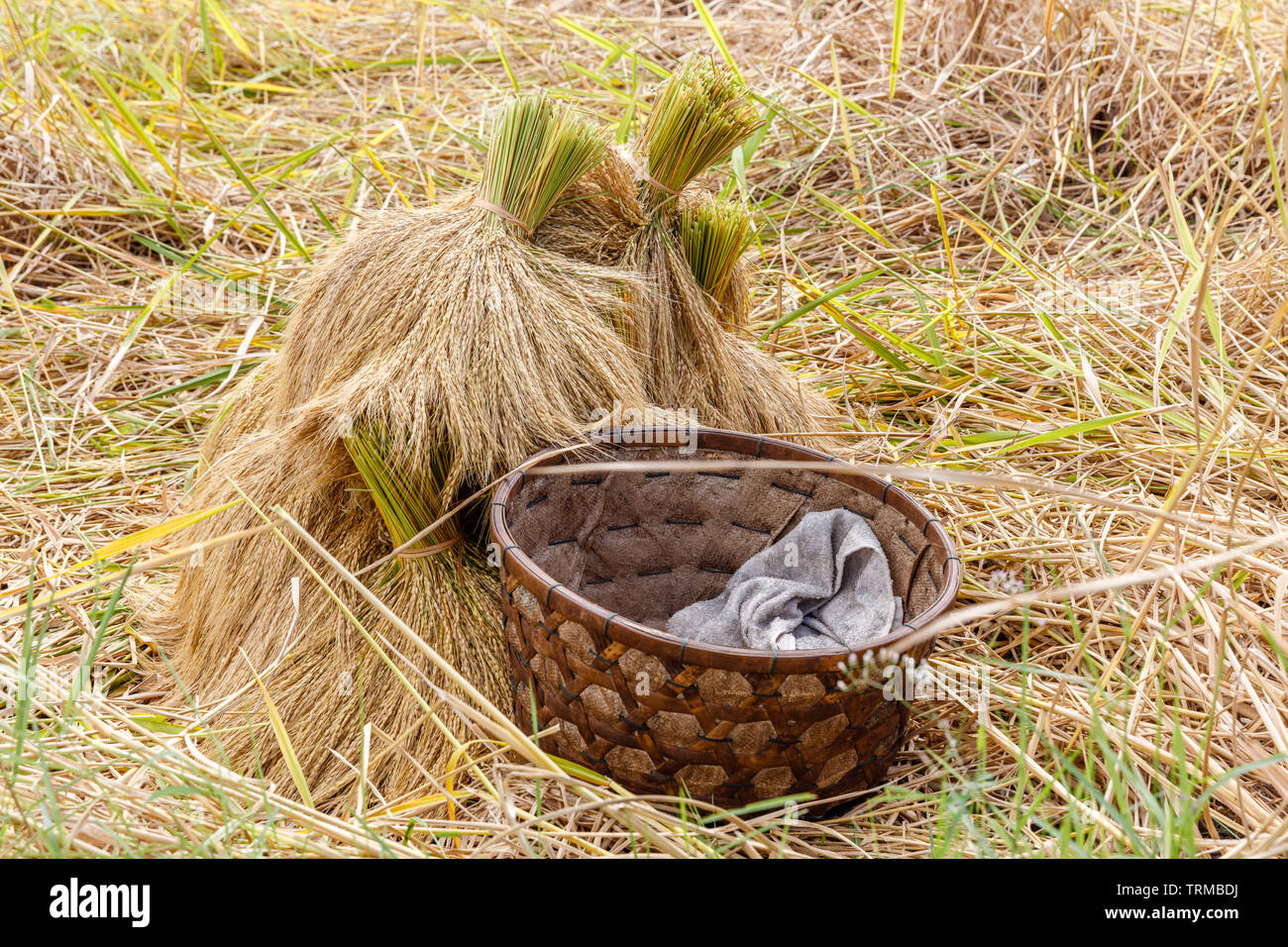 Basket Rice Tere Stacks of harvested rice and a basket at Jatiluwih rice terraces. Rural ...