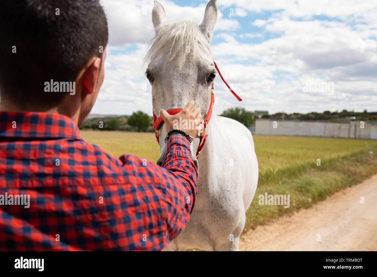 Back view of young male putting hand on forehead of white horse against cloudy sky in field Stock Photo