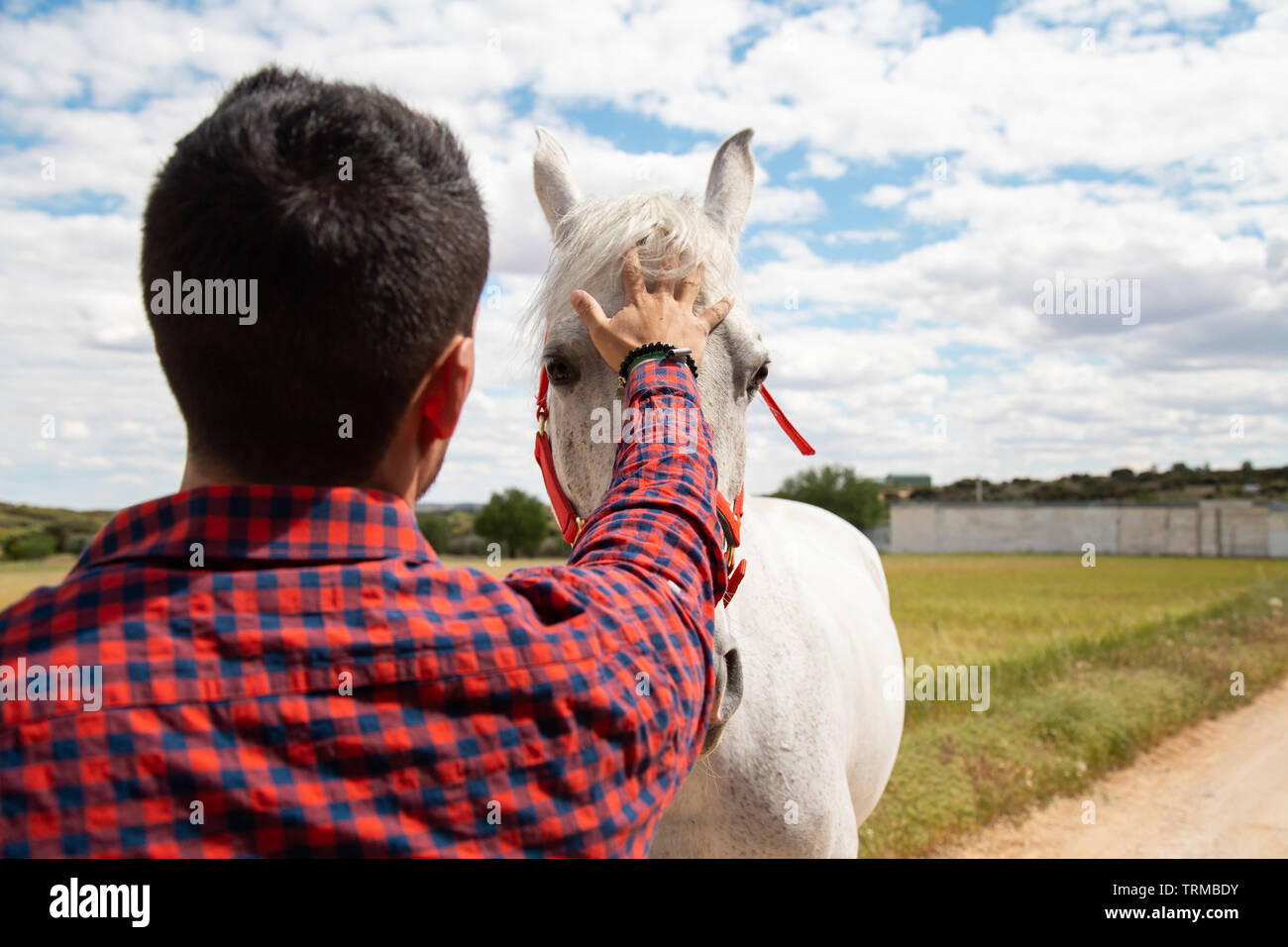 Back view of young male putting hand on forehead of white horse against cloudy sky in field Stock Photo