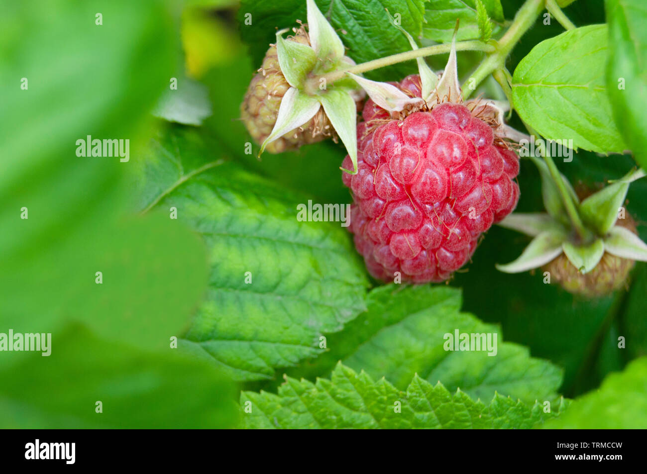 Group of three raspberries in the garden with green background Stock Photo