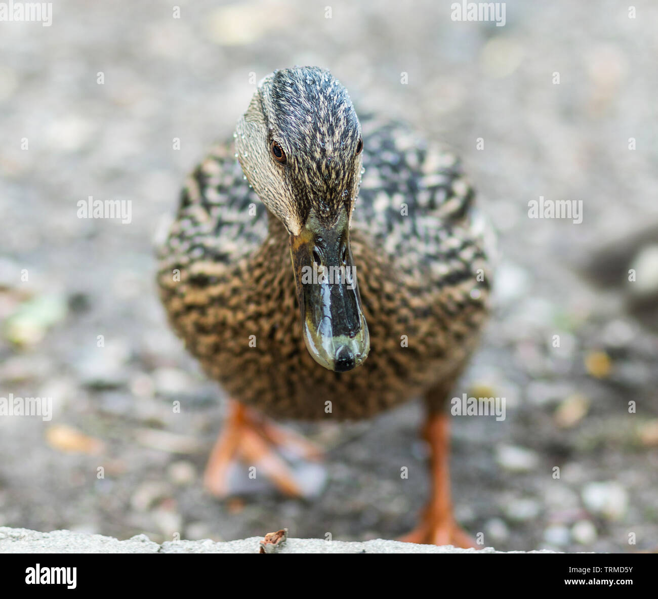 A female mallard duck is up close and staring straight into the camera with the background blurry. Stock Photo