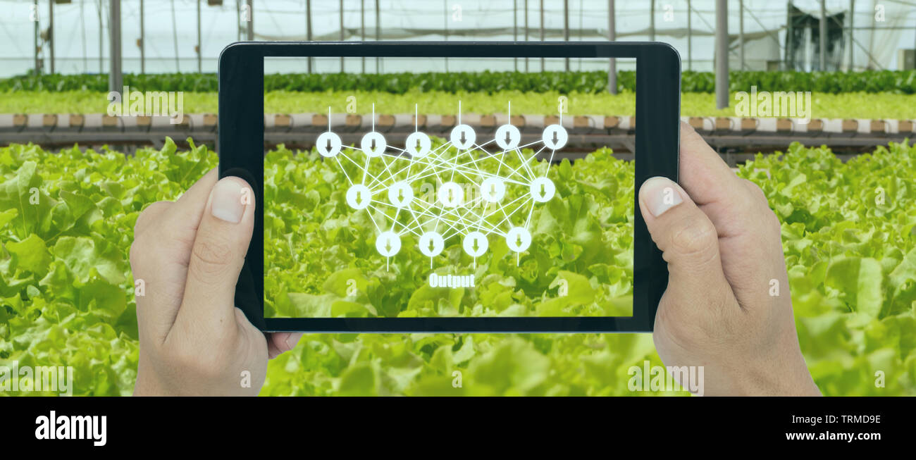 smart agriculture with technoloty concept, farmer use deep learning with artificial intelligence to classification, regression, and clustering. In far Stock Photo