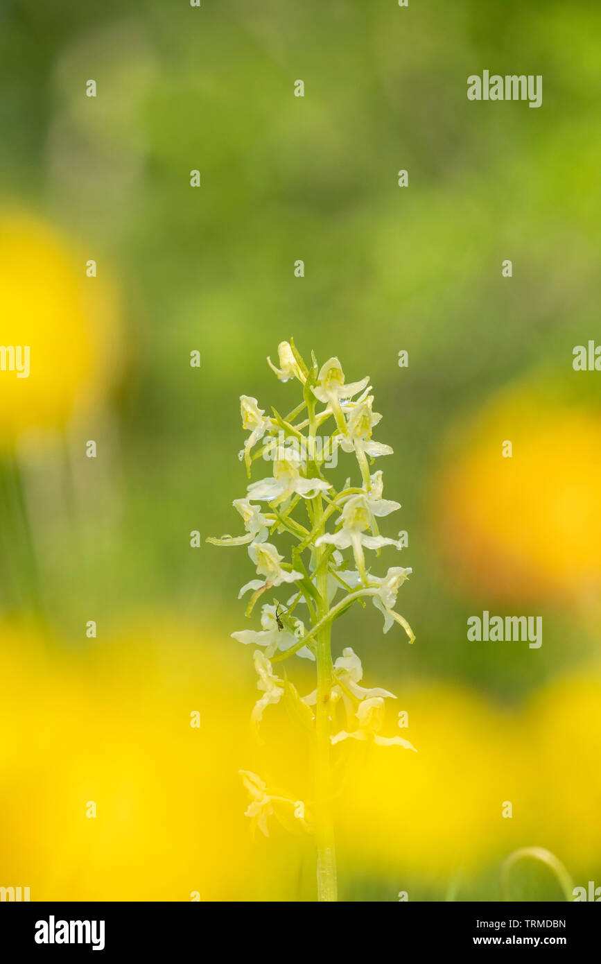 Greater butterfly orchid; Platanthera chlorantha, early summer in an Oxfordshire meadow Stock Photo