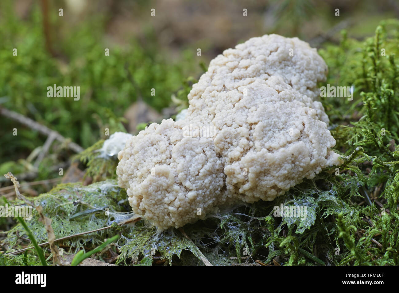 Enteridium lycoperdon, the False Puffball slime mold entering its sprorangial phase Stock Photo