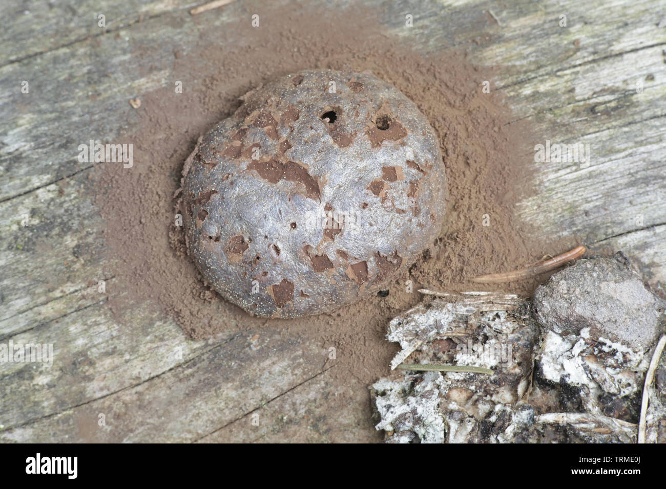 Enteridium lycoperdon, the False Puffball slime mold releasing its spores Stock Photo