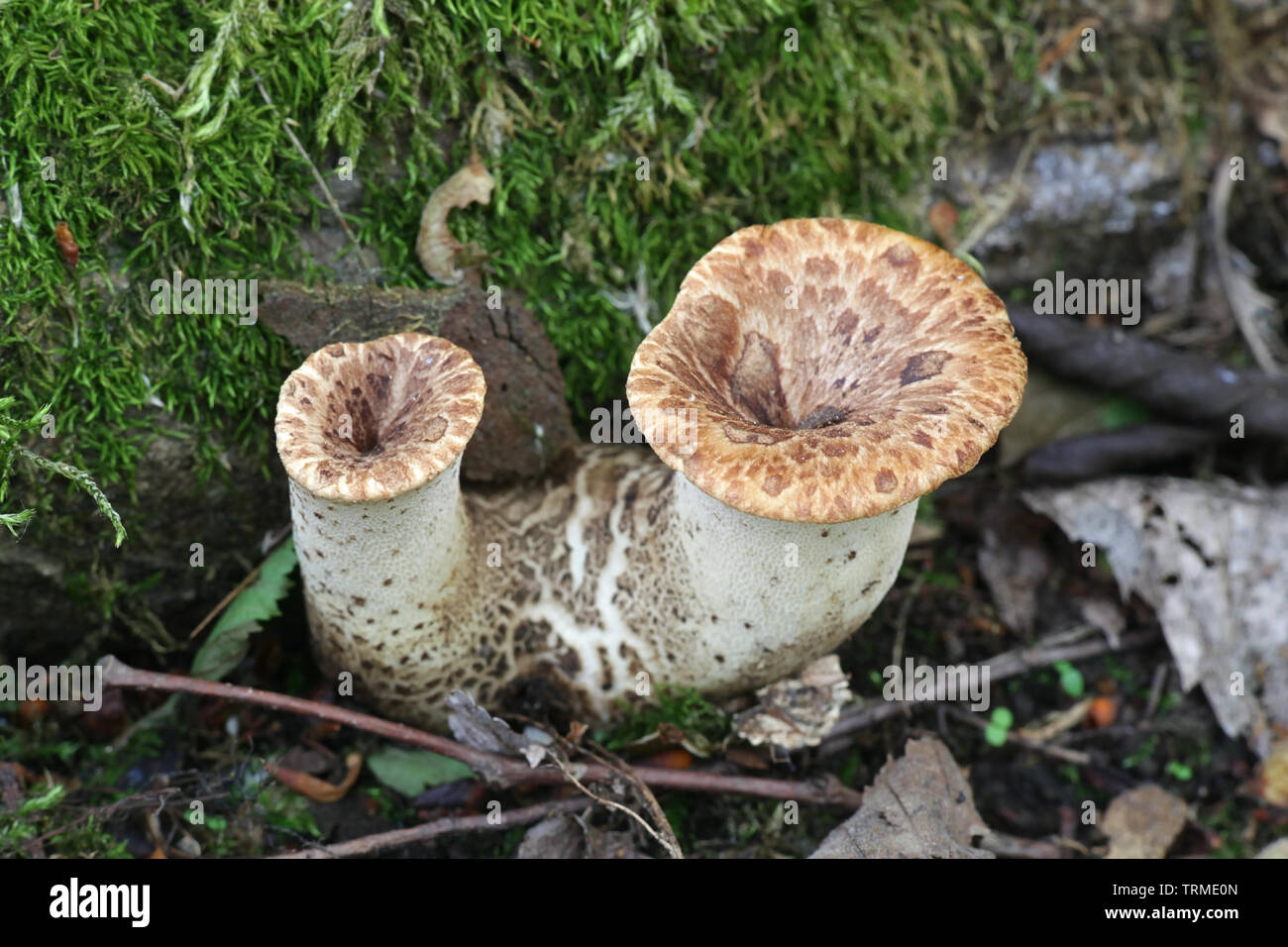 Polyporus squamosus aka Cerioporus squamosus, known as dryad's saddle and pheasant's back mushroom Stock Photo