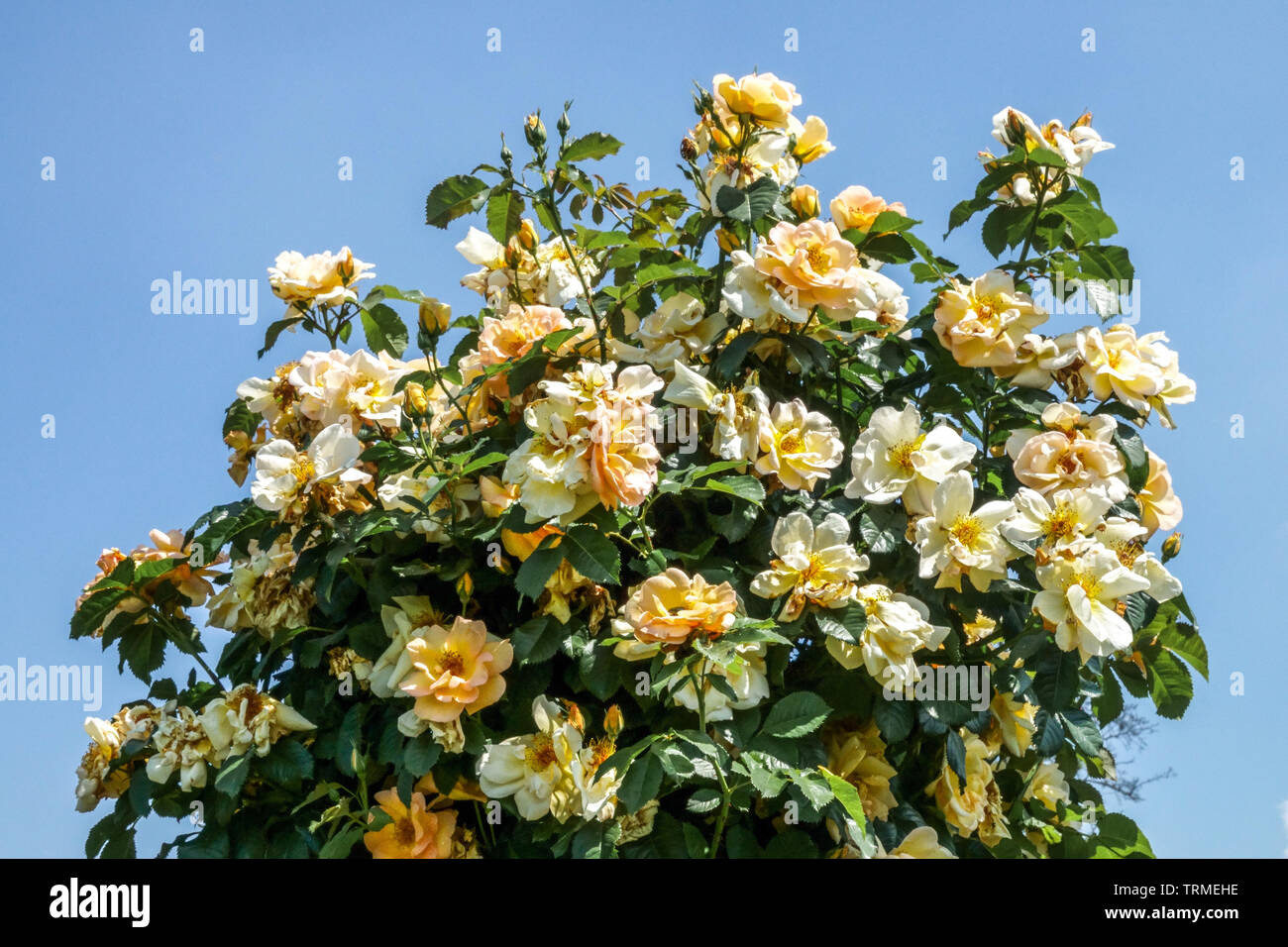Shrub Rose, Rosa 'Maigold' Stock Photo