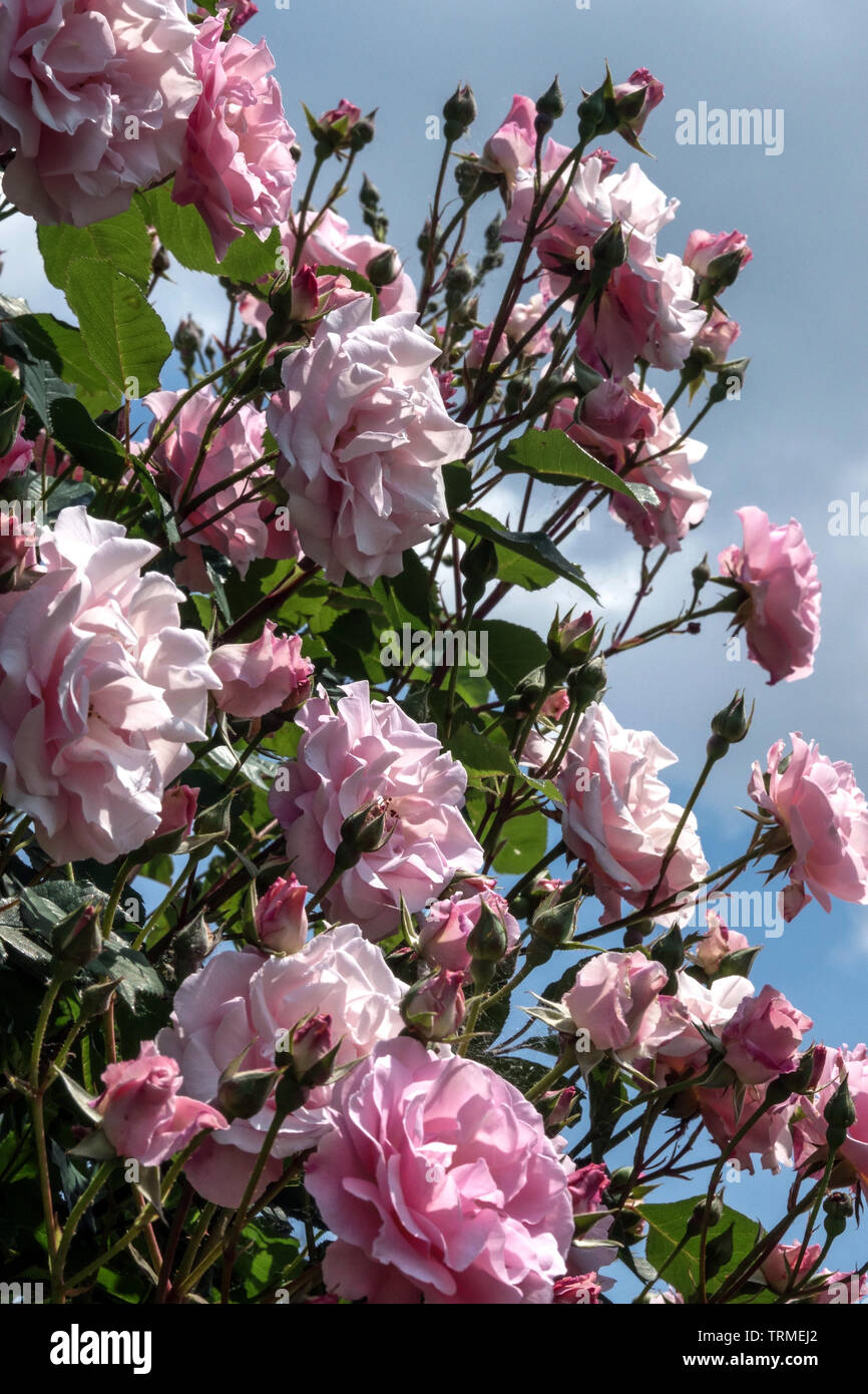Shrub Roses, Rosa 'Indra' Stock Photo