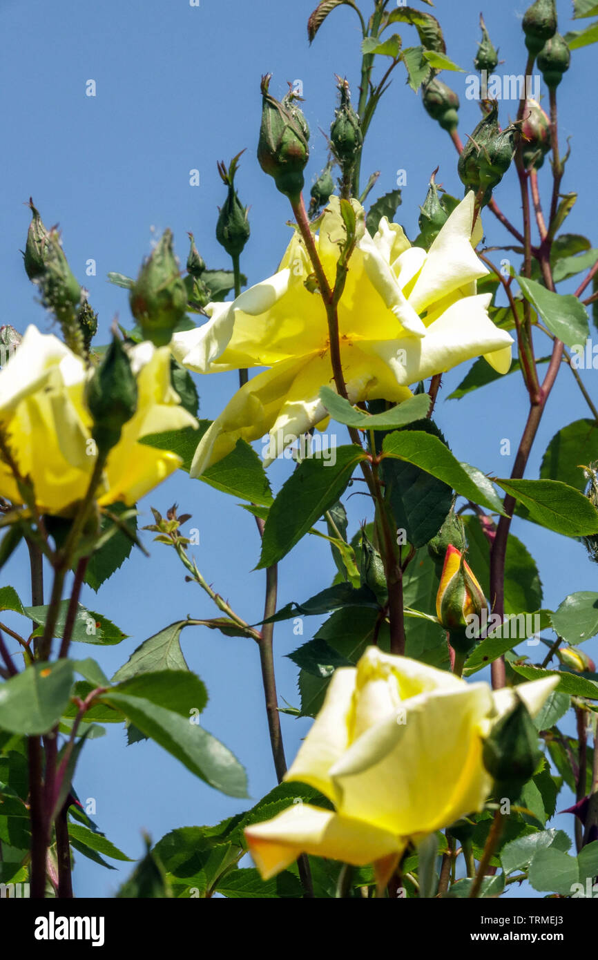 Shrub Rose, Rosa 'Golden Glow' Stock Photo