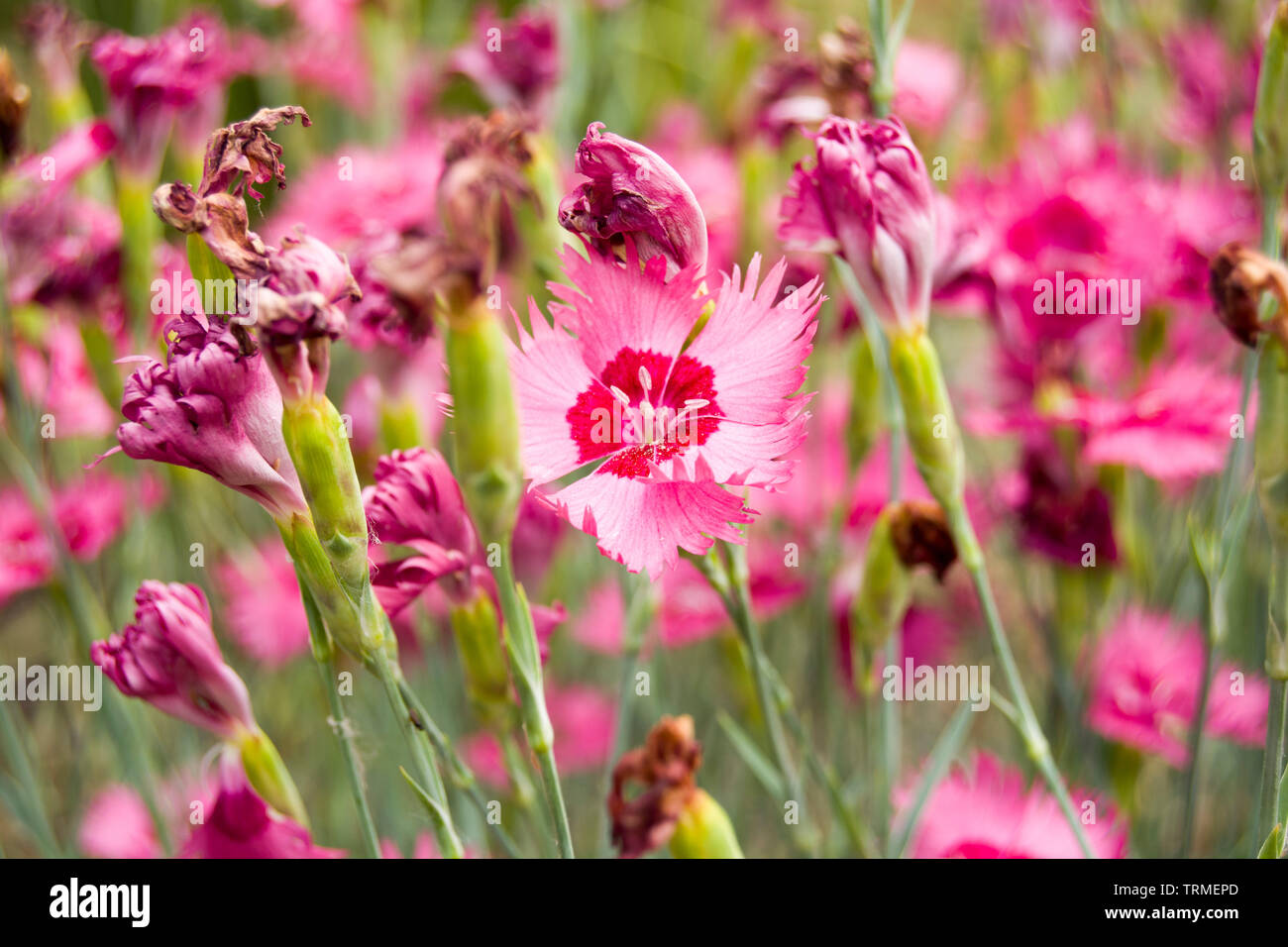 The strongest one of all flowers Stock Photo Alamy