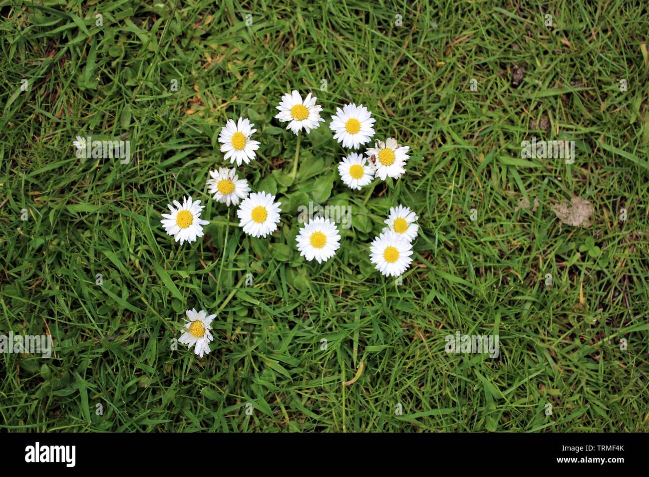 Daisy's in grass Stock Photo