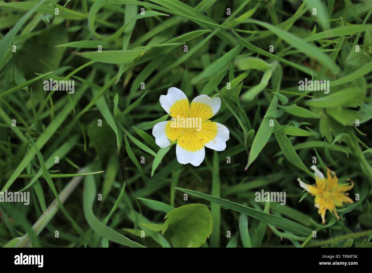 Wildflower in grass Stock Photo