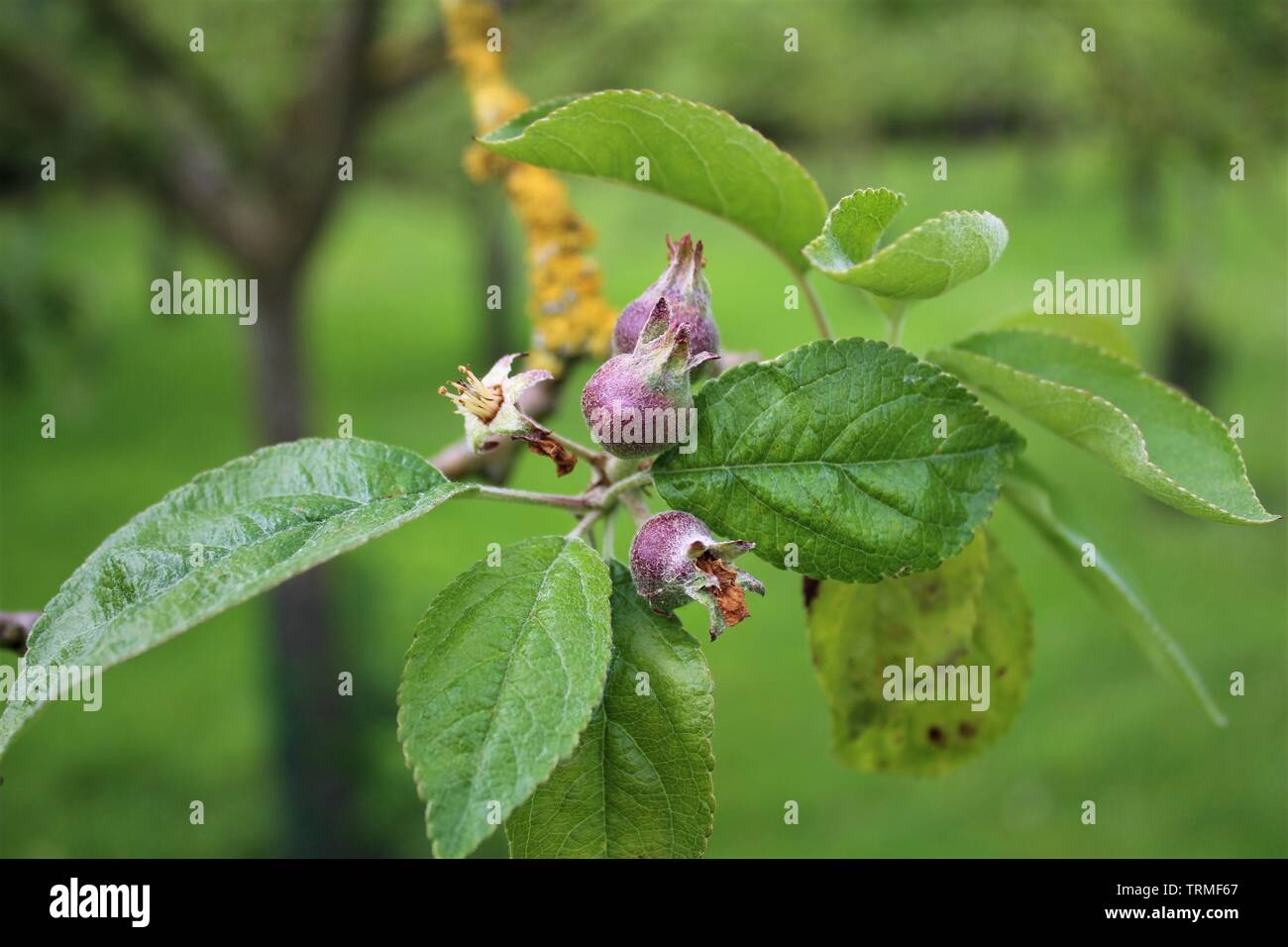 Buds and blossom hi-res stock photography and images - Alamy