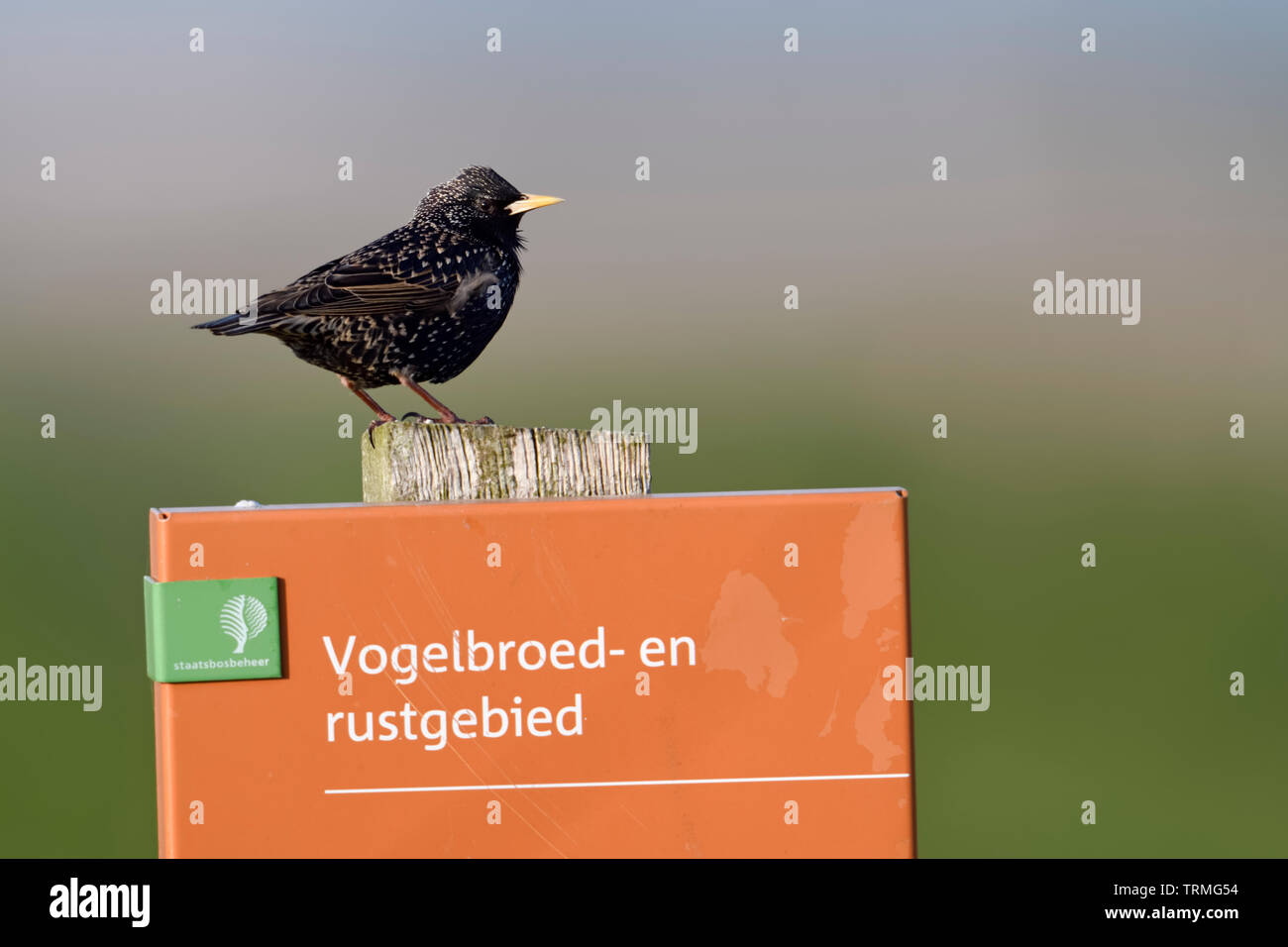 Common Starling / Star ( Sturnus vulgaris ) perched, resting on a sign of dutch staatsbosbeheer, bird conservation, breeding area, resting area, Nethe Stock Photo