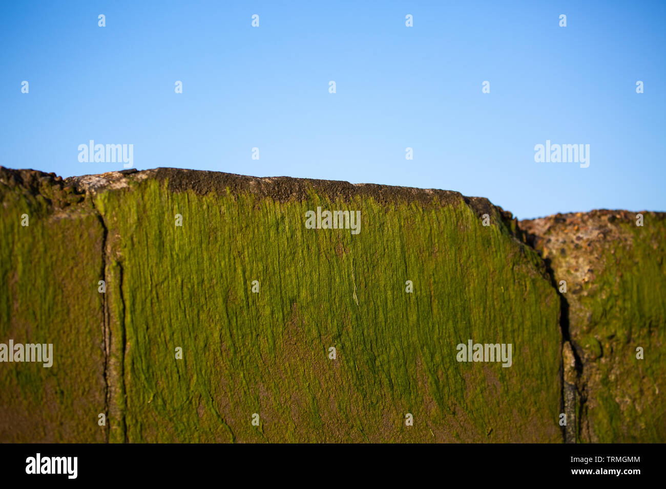 Seaweed growing on a sea wall Stock Photo