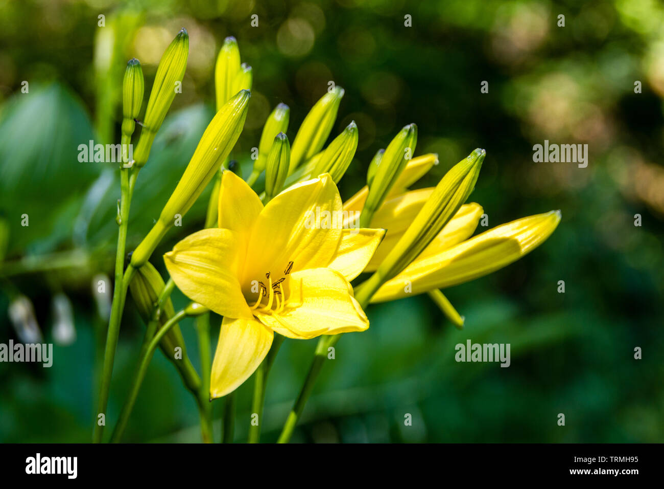 Yellow Asian lilies in the garden, blooming. Yellow lilies symbolizes thankfulness and desire for enjoyment. Stock Photo