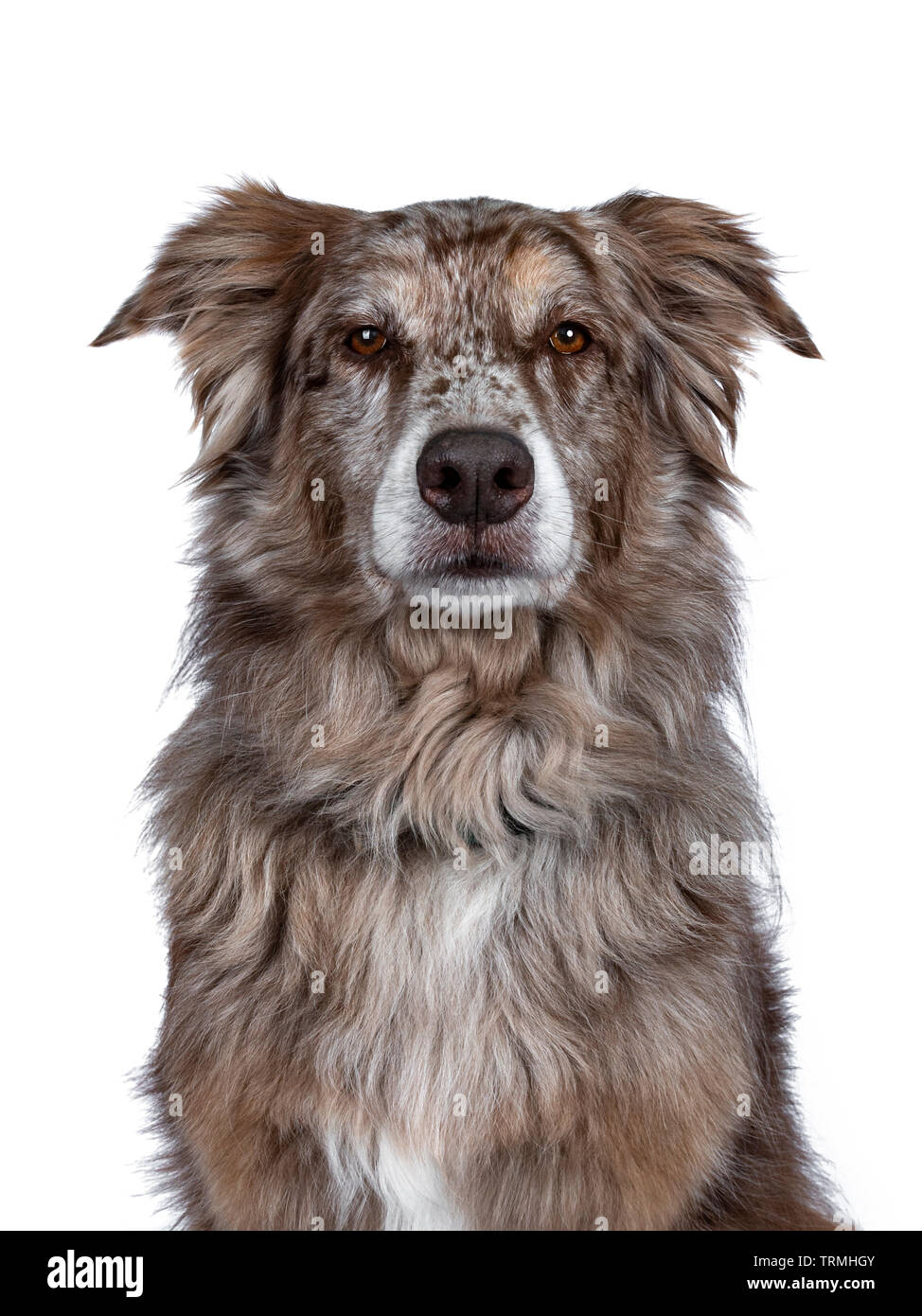 Head shot of gorgeous adult brown Australian Shephard dog. Looking majectic to lens with brown eyes. Isolated on white background. Stock Photo