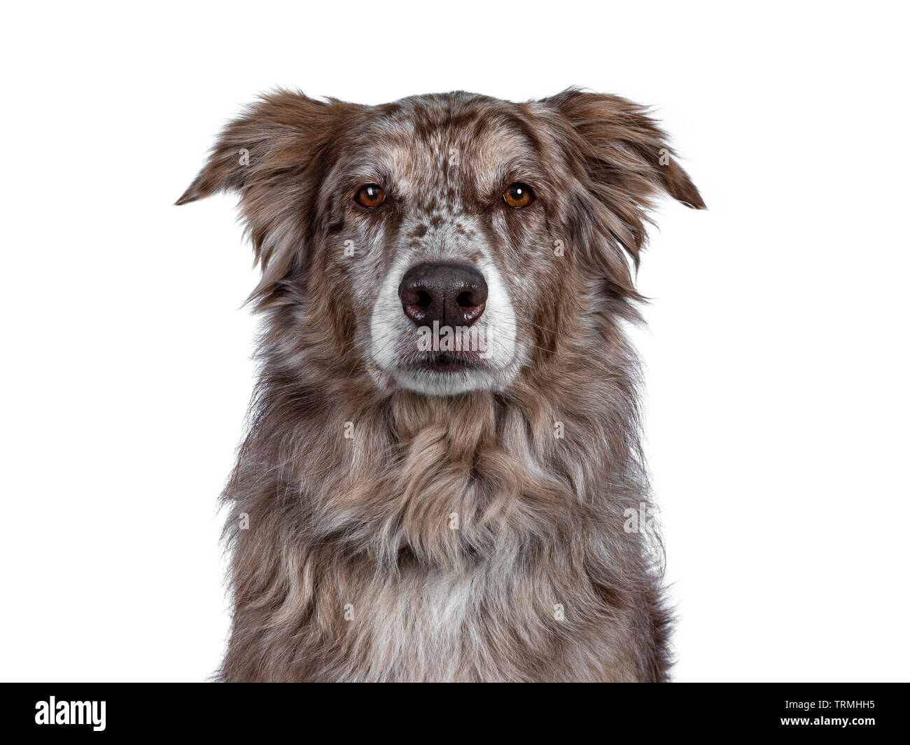 Head shot of gorgeous adult brown Australian Shephard dog. Looking majectic to lens with brown eyes. Isolated on white background. Stock Photo