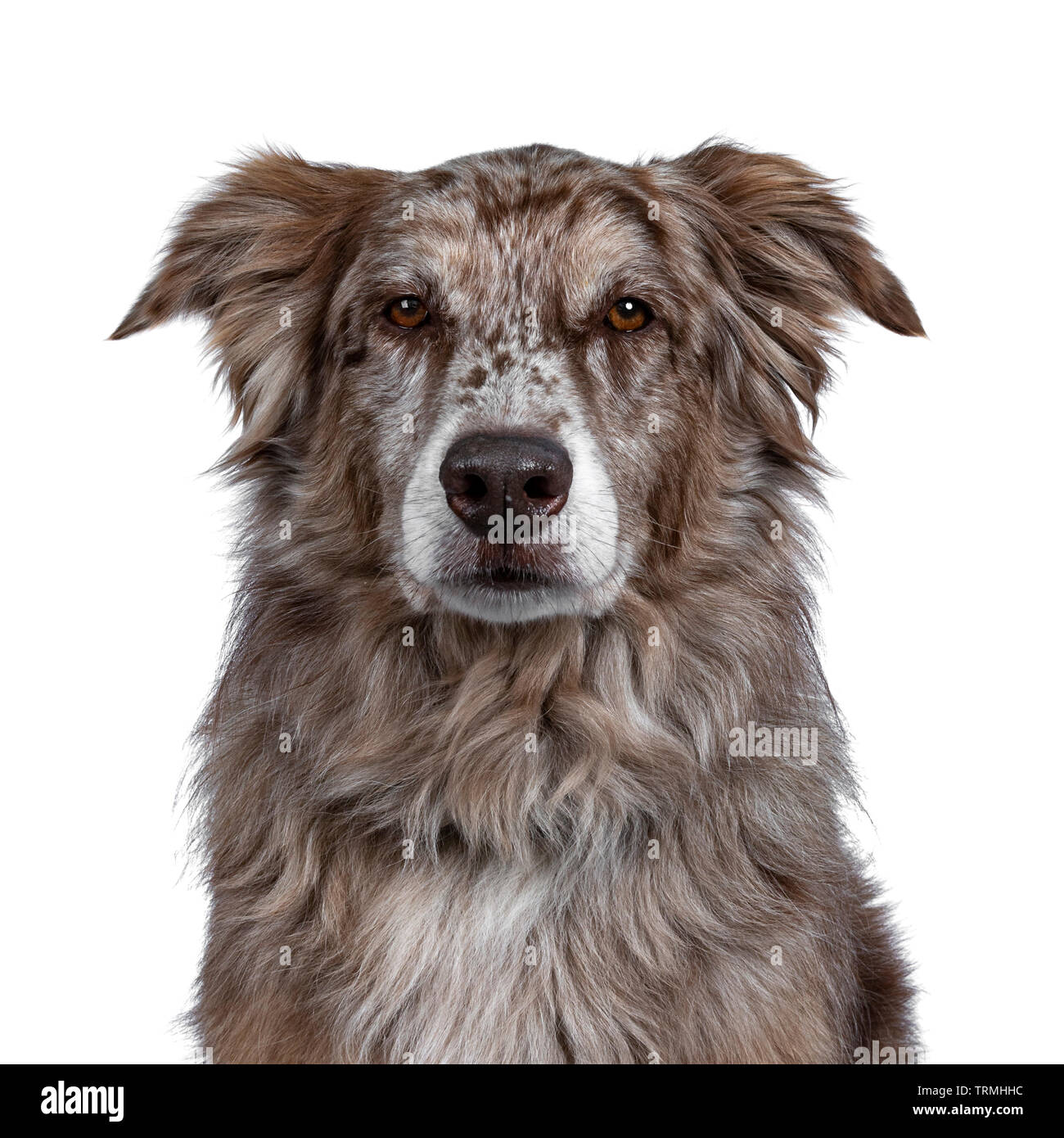 Head shot of gorgeous adult brown Australian Shephard dog. Looking majectic to lens with brown eyes. Isolated on white background. Stock Photo